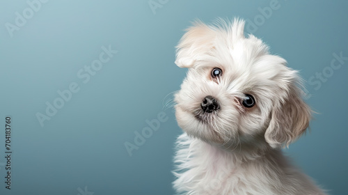 Adorable maltese puppy with curious questioning face isolated on light blue background with copy space.