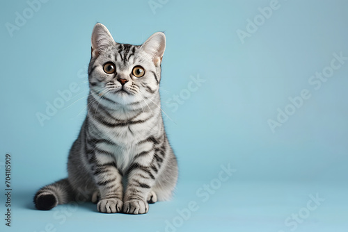 American shorthair cat adorned with tiger, zebra stripes sitting and looking at camera. isolated on pastel blue background with copy space for text. © Mrt