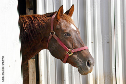 Portrait of a sorrel quarter horse with a red halter looking out of a metal horse barn.