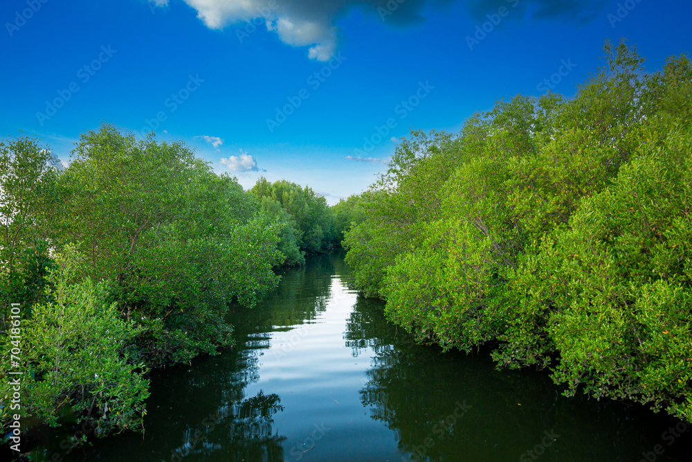 Tropical mangrove forest under sunlight with cloudy blue sky in phang nga bay, Thailand.