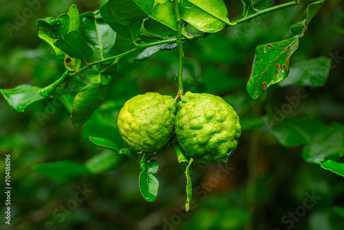 Kaffir lime fruit on the tree,kaffir lime or makrut or bergamot fruit on tree (Citrus hystrix) in outdoor garden, economy plants harvesting production for essential oil and ingredients local food cook photo