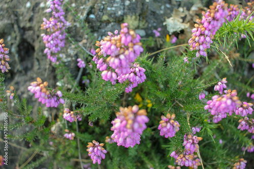 Wild Pink Blossoms  Spring s Delight