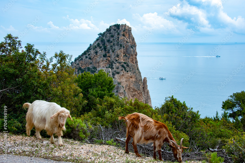 Sarda Goats - Sardinia - Italy