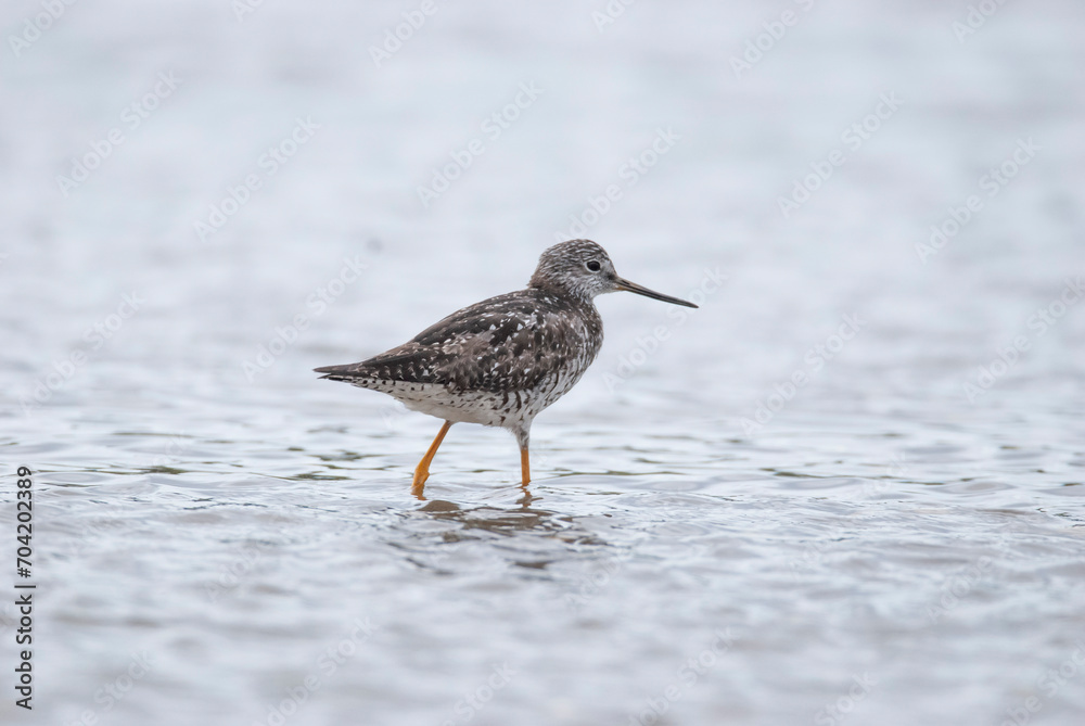 Lesser Yellowlegs wading in shallow water