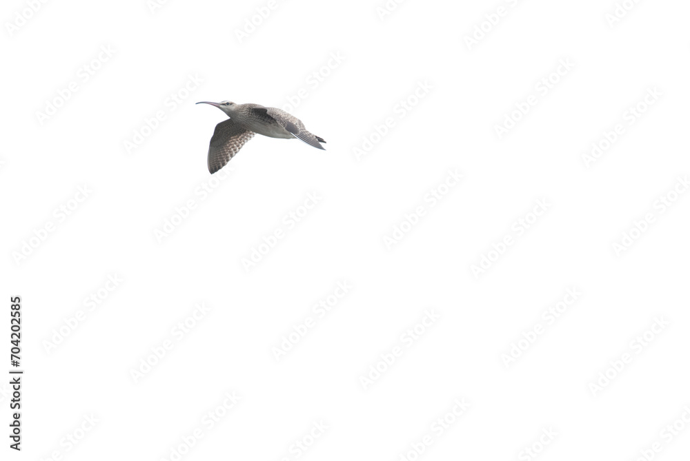 Fototapeta premium Curve billed Whimbrel flying overhead