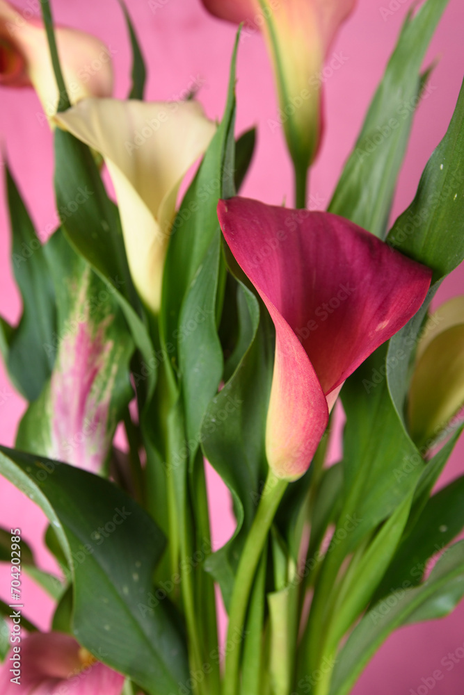 Fototapeta premium Pink multicolour Calla lily Flower
