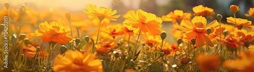 Marigold flowers in the meadow © kashif 2158