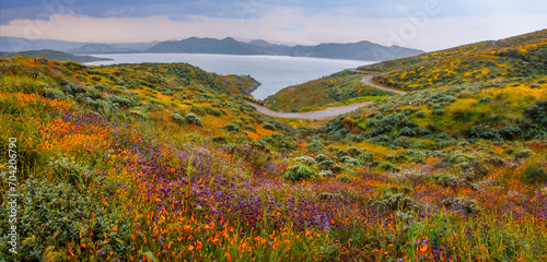 Spring wildflowers at Diamond valley lake in California. photo