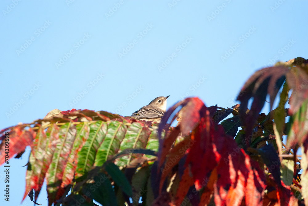 Yellow Rumped Warbler on a tree top