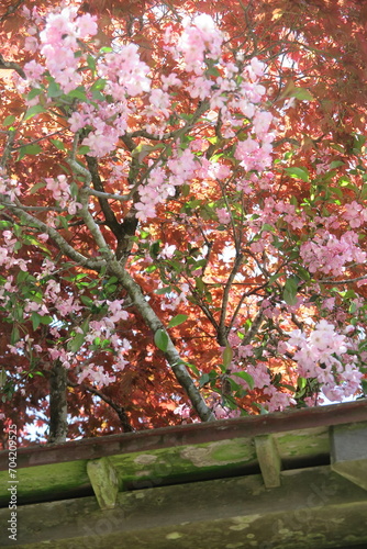 軒先に咲くピンク色の花と赤色の紅葉の風景2