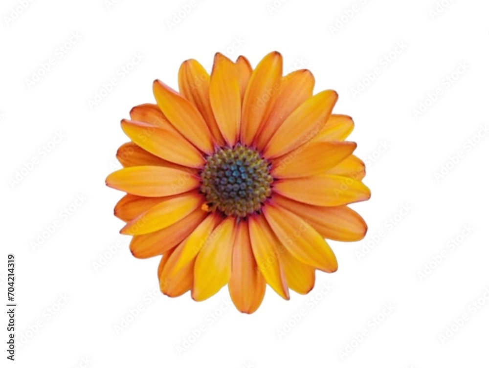 The white background in the picture is a bright orange gazania flower with long, oval orange petals stacked in a double circle, with a few green stamens in the center. The white background in the picture is a bright orange gazania flower with long, oval orange petals stacked in a double circle, with a few green stamens in the center.