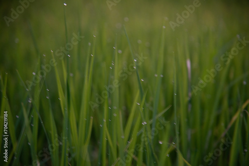 dew on grass