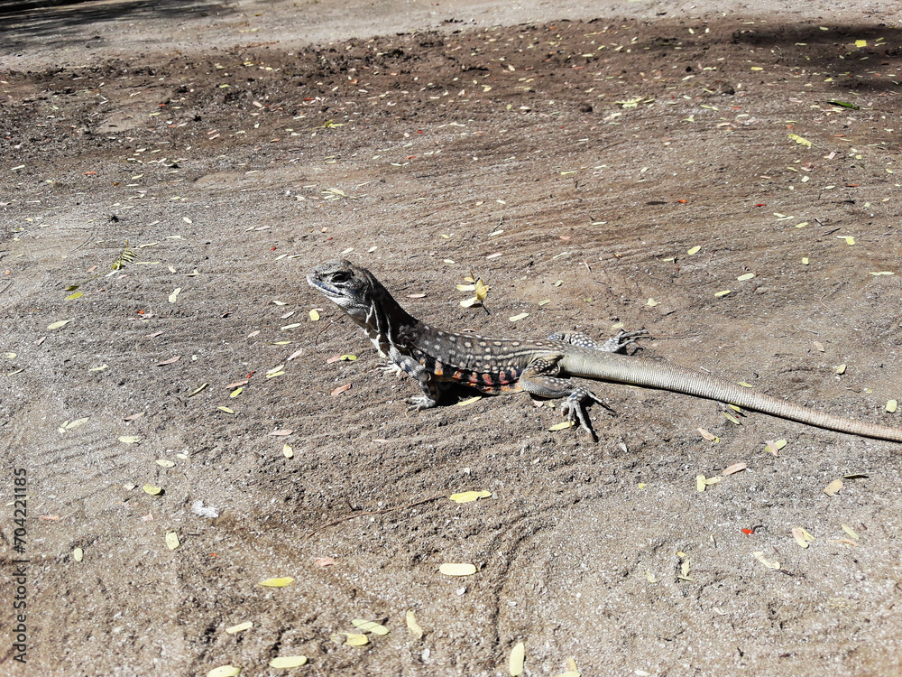 Fototapeta premium Butterfly agama or Small-scaled or Ground lizard on the sand at Khao Sam Roi Yot National Park, Orange and black color stripes on yellow and brown skin of Tropical reptiles in Thailand