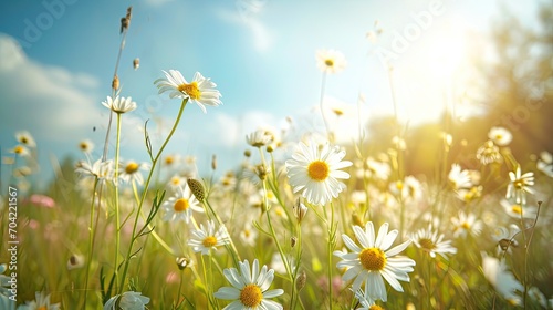 beautiful, sun-drenched spring summer meadow. Natural colorful panoramic landscape with many wild flowers of daisies against blue sky. A frame with soft selective focus.  © buraratn