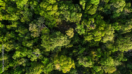 Aerial view of a dense green forest canopy, highlighting the concept of nature conservation and Earth Day
