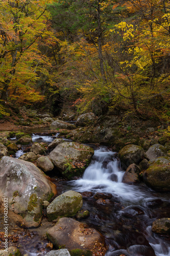 紅葉最盛期の本谷川渓谷と清流