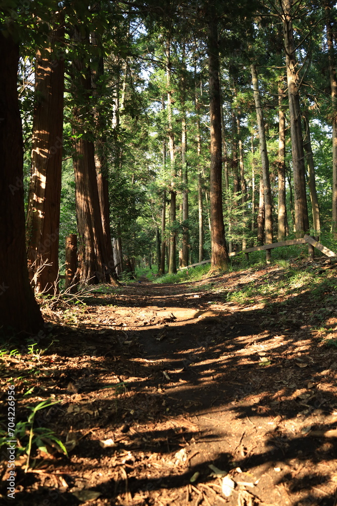 Fototapeta premium 森に差し込む日差しのある風景