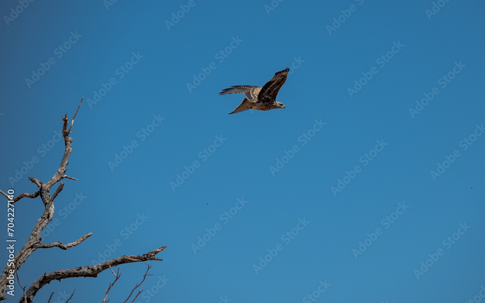 Una impresionante fotografía de un milano negro, volando en el cielo azul. Se aprecian sus alas extendidas y sus plumas con patrones. A la izquierda, hay una rama seca que contrasta con el fondo. Una impresionante fotografía de un milano negro, volando en el cielo azul. Se aprecian sus alas extendidas y sus plumas con patrones. A la izquierda, hay una rama seca que contrasta con el fondo.