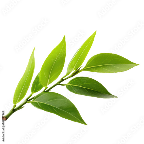 Green tea fresh herb leaves isolated on white trnsparent, PNG