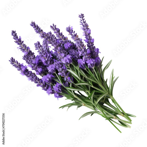 Lavender fresh herb leaves and flowers isolated on white trnsparent  PNG