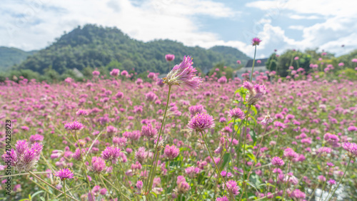 Small, pink flowers with long stems hold the bouquet high and bloom all over the area. Create beauty in nature The appearance of the image is that the face is clear and the background is blurred. 