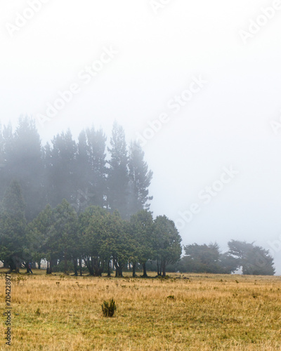 Bosque Nublado Paisaje Pasto Amarillo Neblina Dia Invierno Paramo Frio