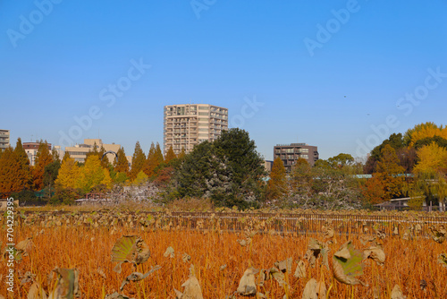 Nov 30 2023 Tokyo Japan the benten do temple in ueno park photo