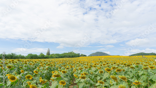 Location photos Wide field of sunflowers Many sunflowers are bright yellow, lively in the bright sunlight. During the day, tourists stop by to take photos. Behind is a green mountain. Abundant forest 