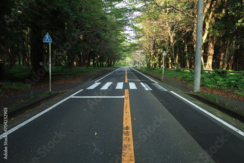 森の中を走るアスファルト舗装の道路と横断歩道