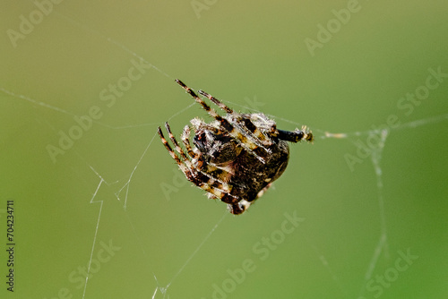 Spider weaves a web in the wild photo