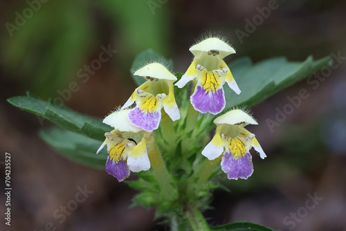 Bee-nettle, Galeopsis speciosa, also known as large-flowered hemp-nettle, wild flowering plant from Finland photo