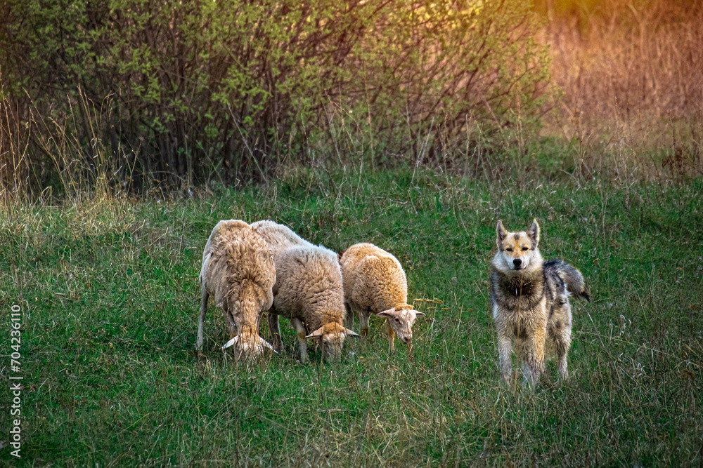 Obraz premium A shepherd's dog guards three sheep on a farm