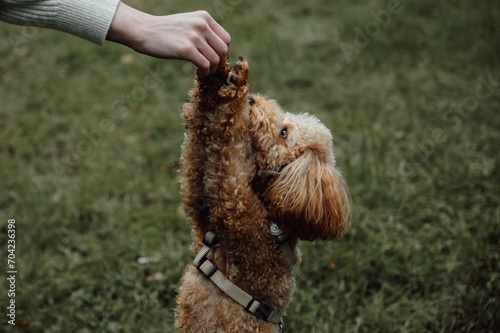 Toy poodle getting treats during training. Copy space banner