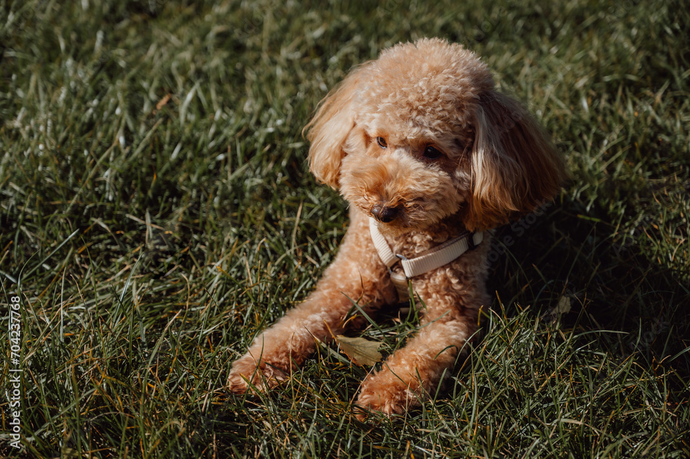 portrait of adorable toy poodle sitting on the grass