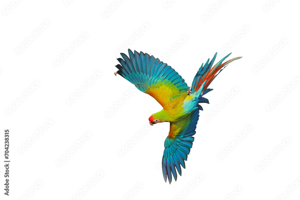 Colorful Shamlet Macaw parrot flying isolated on transparent background png file	
