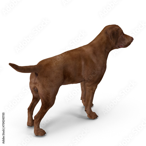 Fototapeta Naklejka Na Ścianę i Meble -  Realistic Labrador Dog - 3D Modeling PSD and PNG Files