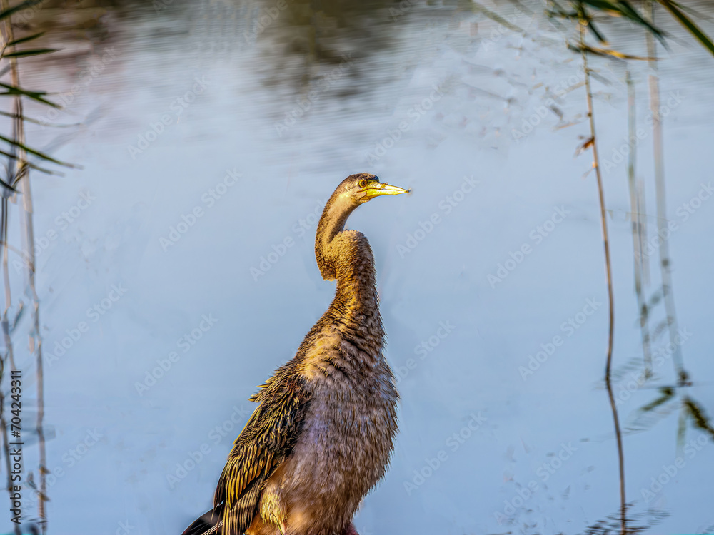 Naklejka premium Scruffy Darter