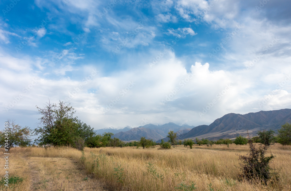 Beautiful summer mountain landscape. Wheat fields and mountains. Kyrgyzstan. Natural background