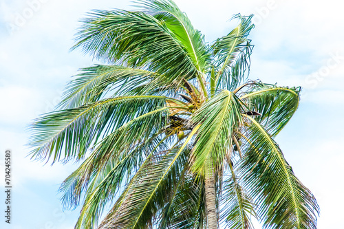 Escape to tropical paradise with palm trees, sunsets, and exotic vibes. Explore the beauty of coconut trees against clear blue skies. Discover the essence of island living and the allure of beach photo