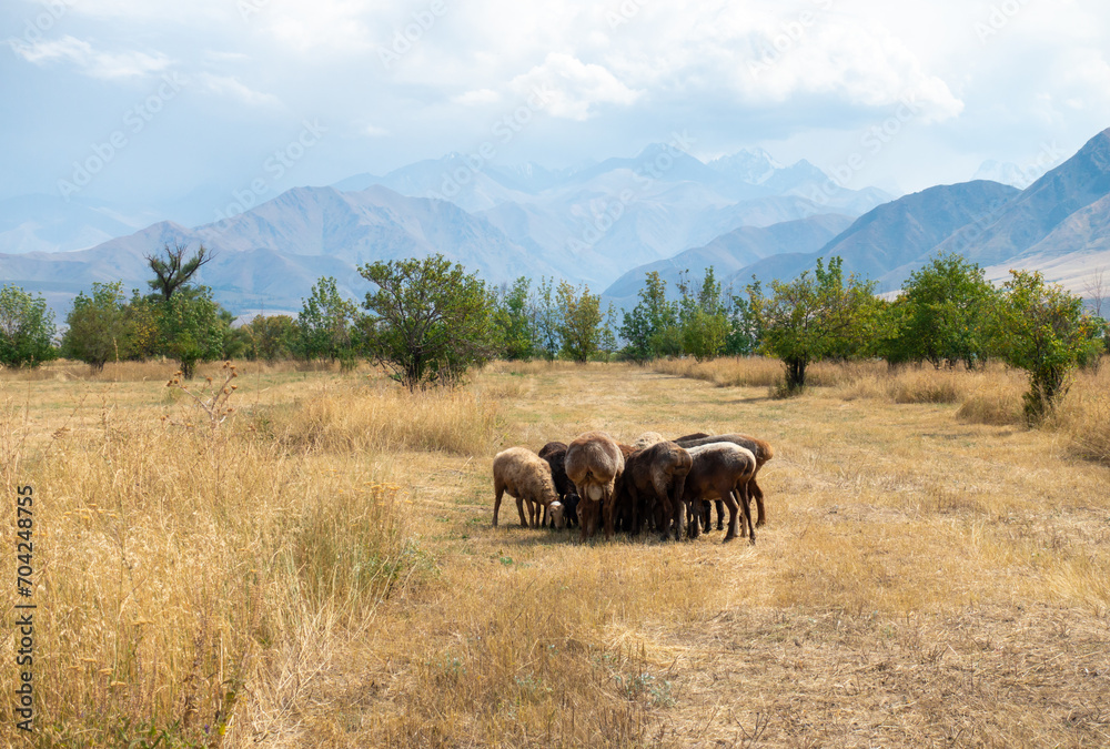 Naklejka premium A herd of sheep grazing. Meat fat-tailed sheep in nature.