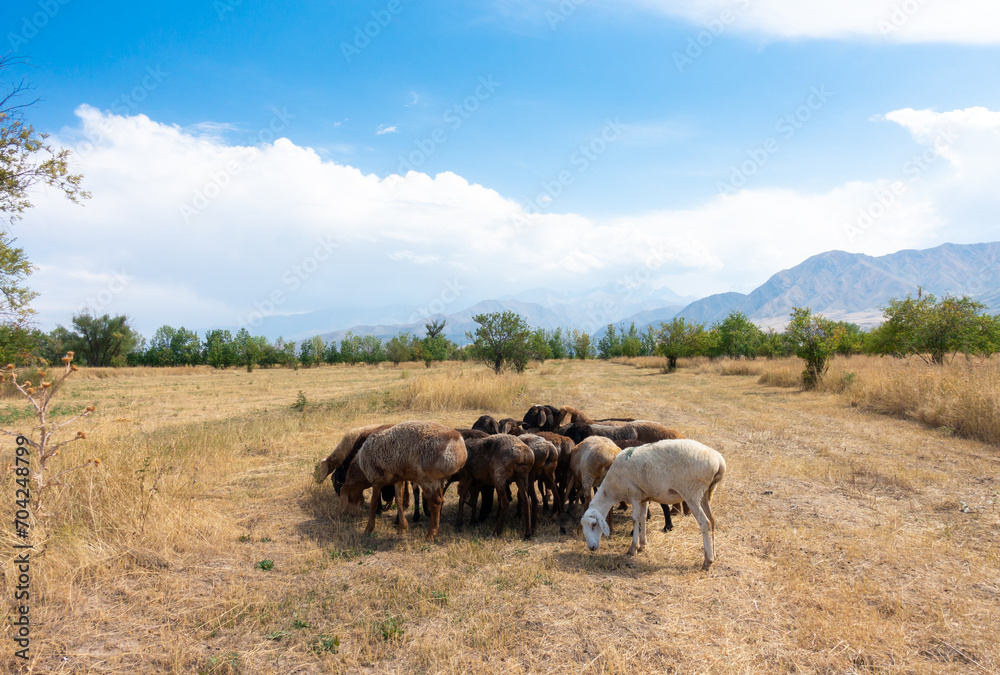 A herd of sheep grazing. Meat fat-tailed sheep in nature. A herd of sheep grazing. Meat fat-tailed sheep in nature.