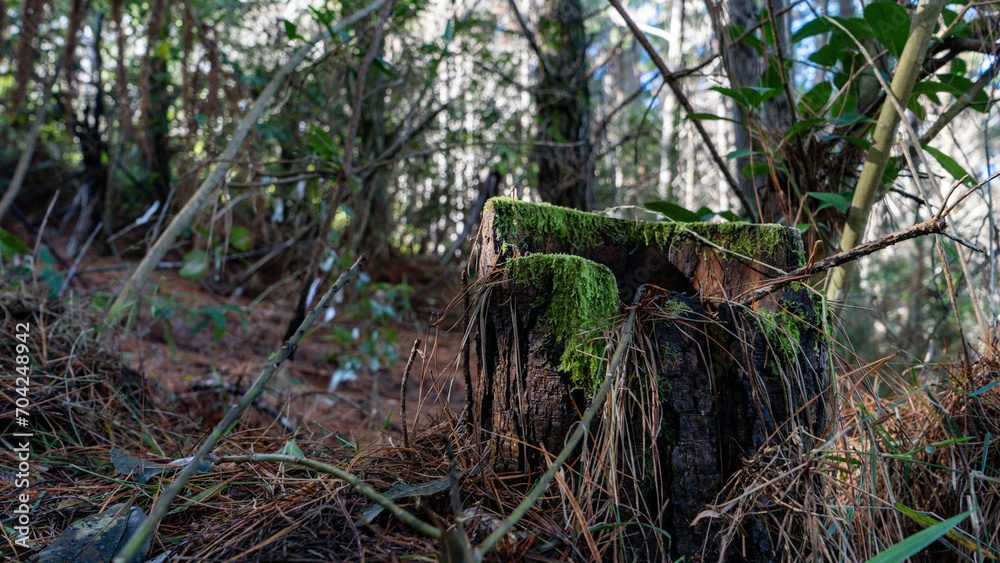 Fototapeta premium tree in the forest