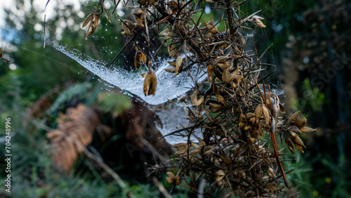spider web with dew drops