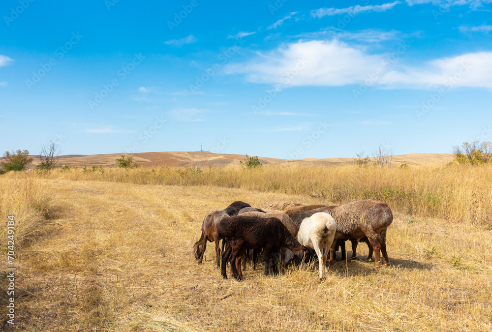 A herd of sheep grazing. Meat fat-tailed sheep in nature.