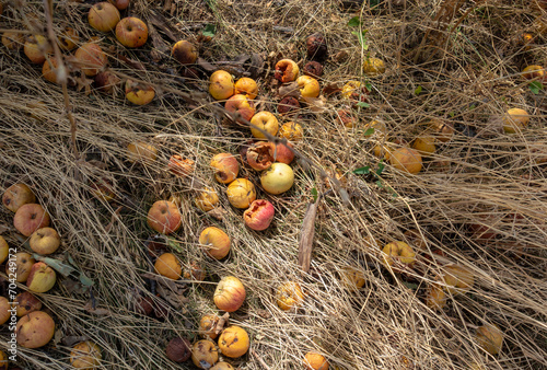 Rotten apples fallen into the grass. Unharvested, lost harvest photo