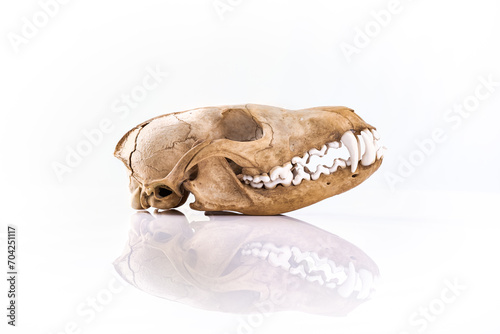 real fox skull isolated on white background © Mineral Vision