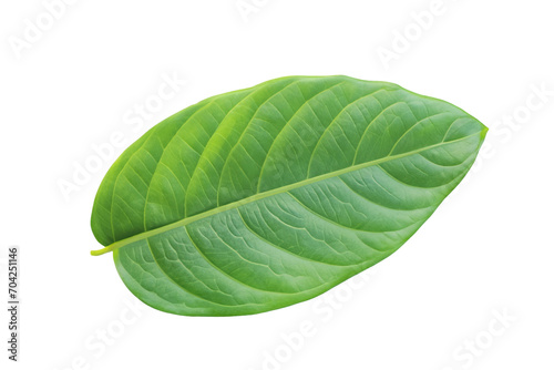 leaf plant isolated on transparent background