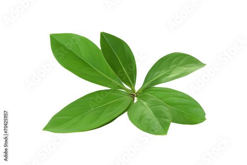 leaf plant isolated on transparent background