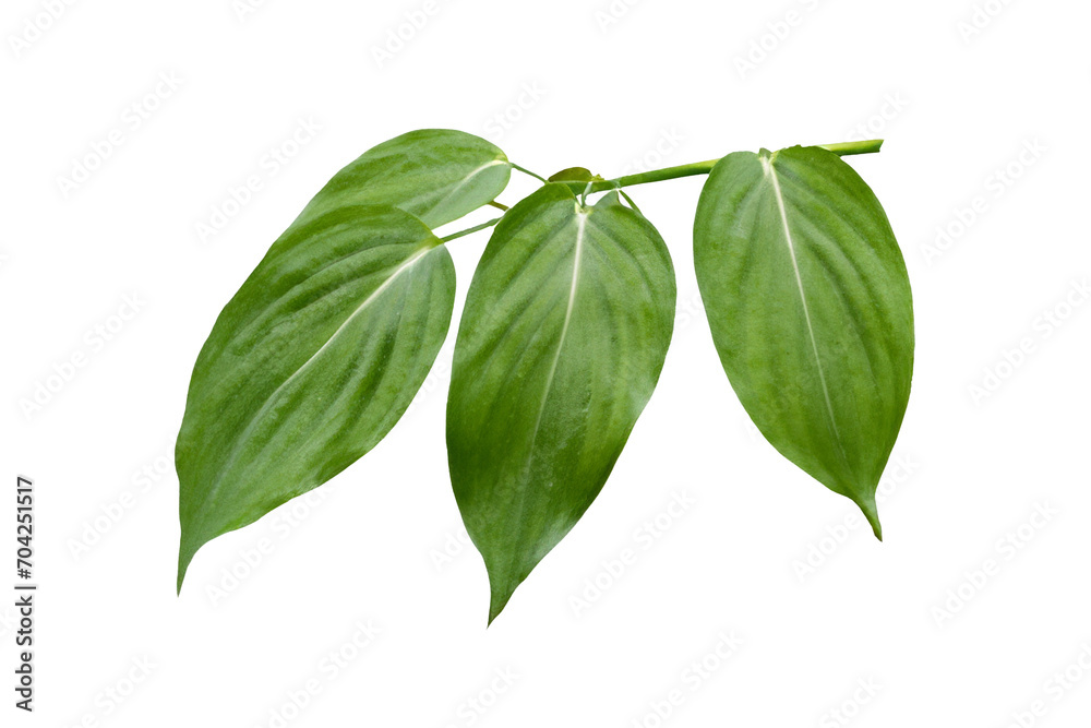 leaf plant isolated on transparent background leaf plant isolated on transparent background