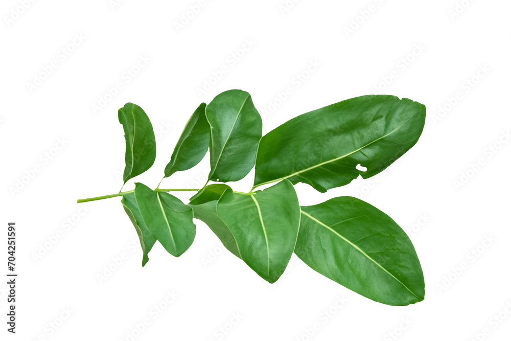 Obraz premium leaf plant isolated on transparent background
